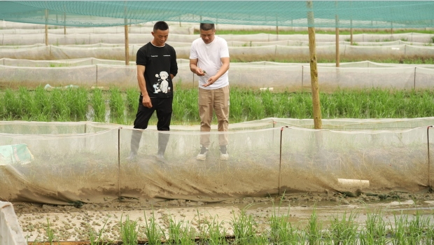 养殖基地负责人刘刚要（右一）查看蛙苗的生长情况。曾玉娟 摄