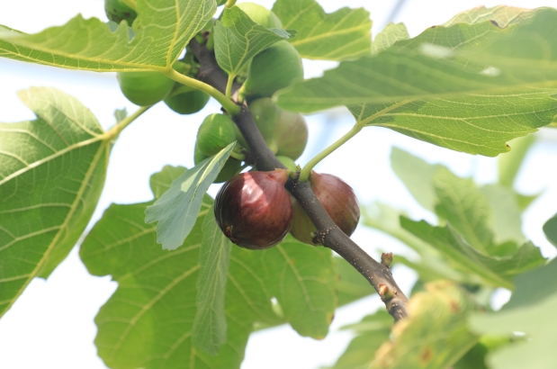 無花果樹枝繁葉茂、碩果累累。曾玉娟攝