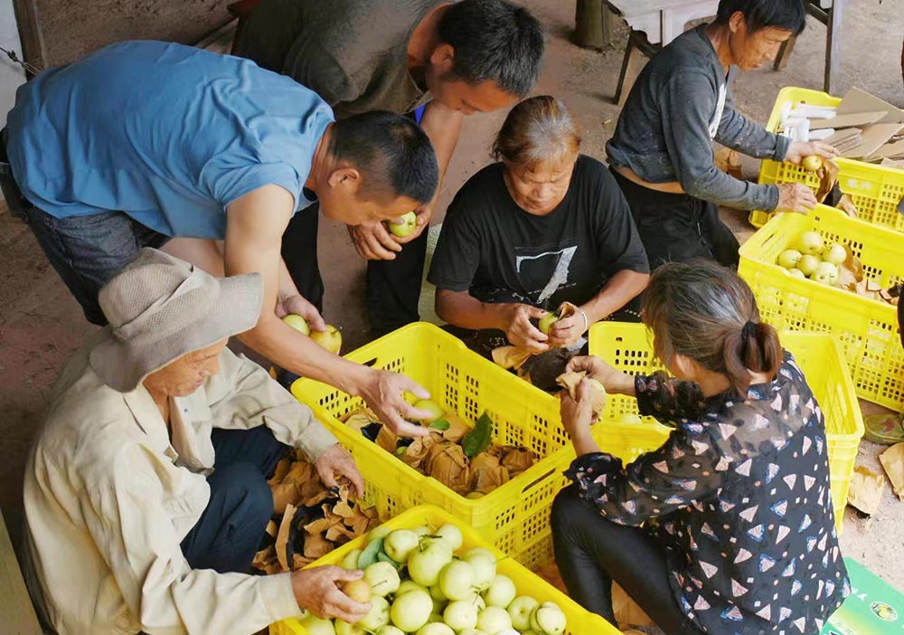 果農分揀水果。向瑩攝