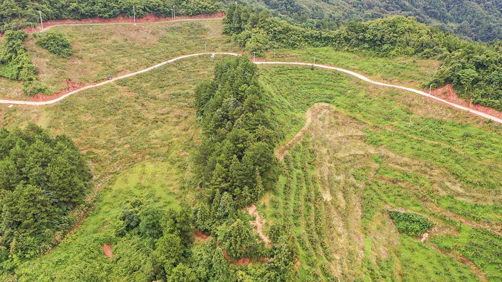 沅陵“果興高山水果種植基地“一角。鄧浩然攝