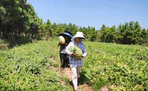 新田县陶岭镇大坪村种植户正在搬运西瓜。肖亚湘摄