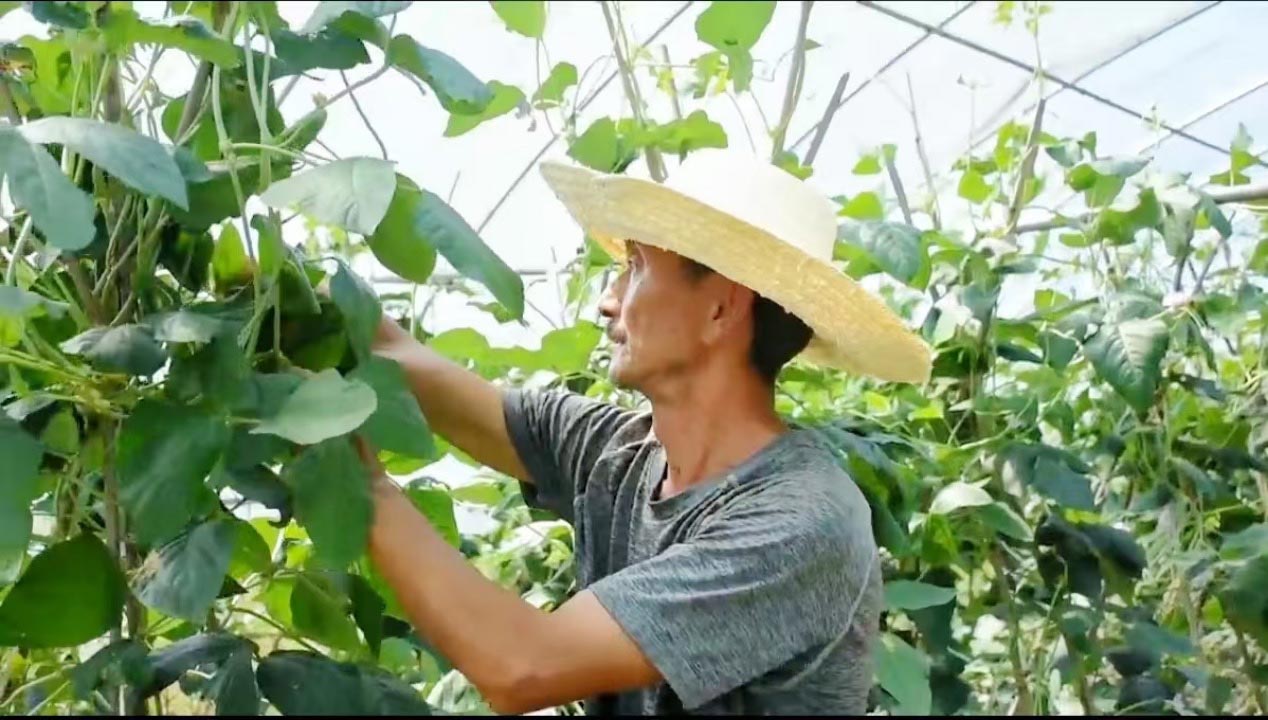 易地搬迁户吴纯爱在自家大棚里忙碌。向莹摄