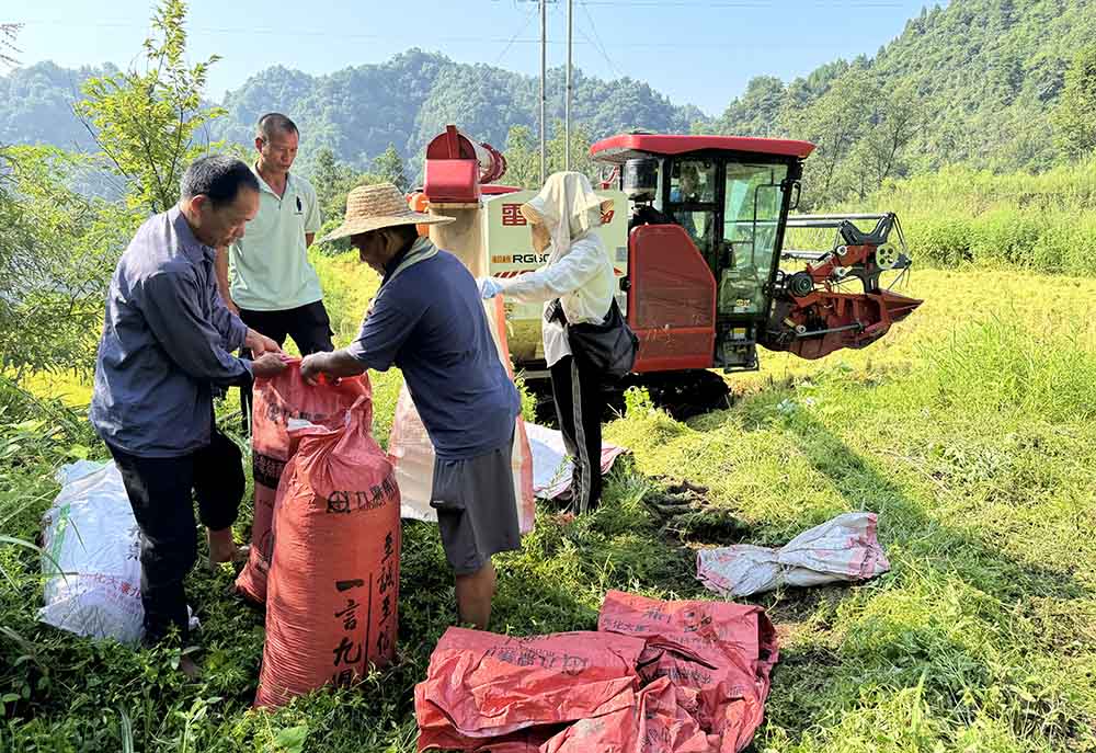 沅陵縣北溶鄉三八村稻谷收割現場。單位供圖