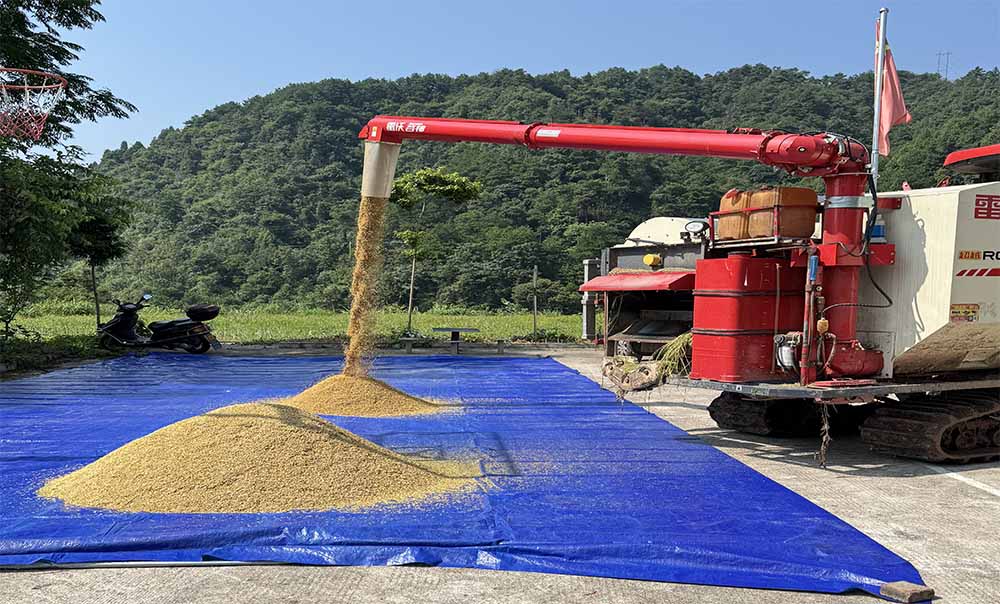 沅陵縣北溶鄉三八村豐收現場。單位供圖