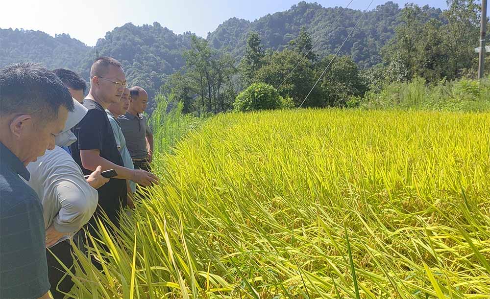 懷化市農科院專家團隊指導現場。單位供圖