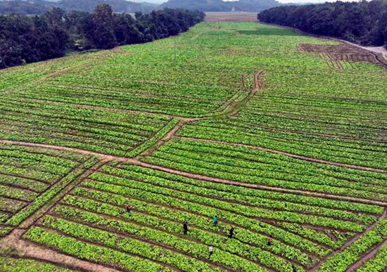 珠山1000亩绿色蔬菜种植基地。受访单位供图