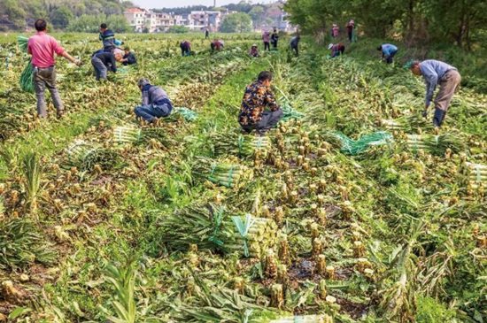 江華日日興公司萵筍蔬菜基地正在採摘。李忠林攝