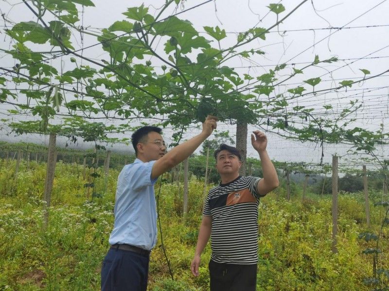 湖南花垣农商银行吉卫支行客户经理实地查看吊瓜长势。单位供图