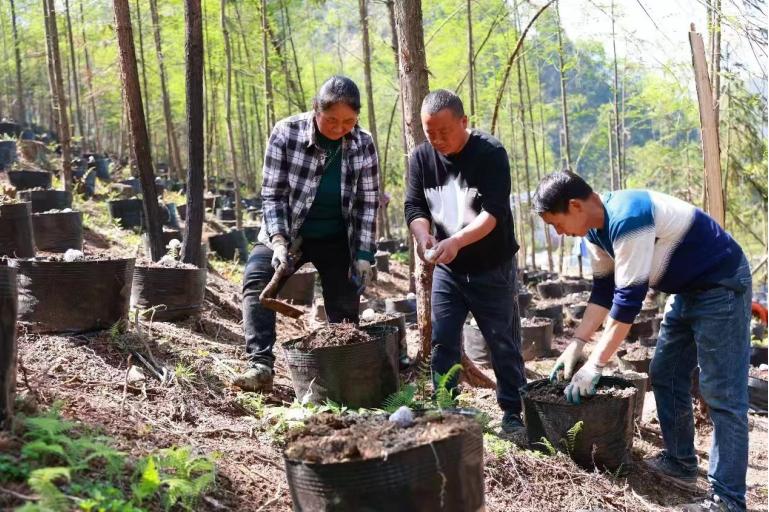三合界村党员带头人带领村民大力发展魔芋产业。单位供图