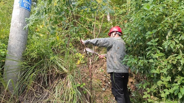 对存在的不符合线路安全距离要求的树障及时进行修剪、砍伐（单位供图）