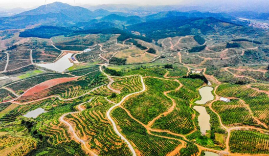白芒营镇社湾村万亩果园基地。黄倩梅摄