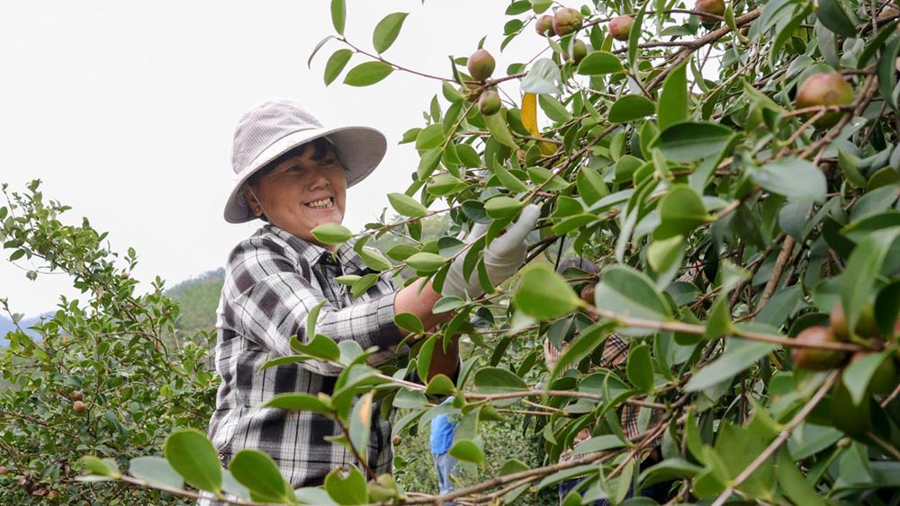 村民在摘油茶。邓浩然 摄影