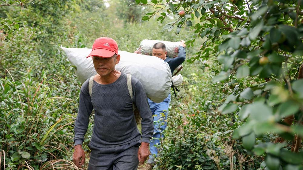 村民把摘好的油茶果背回家。邓浩然 摄影