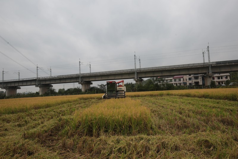 农机手驾驶着收割机在衡阳县“稻再油”示范片的稻田里进行收割作业。王勤 摄