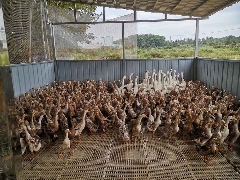 “稻鸭共生”。受访单位供图