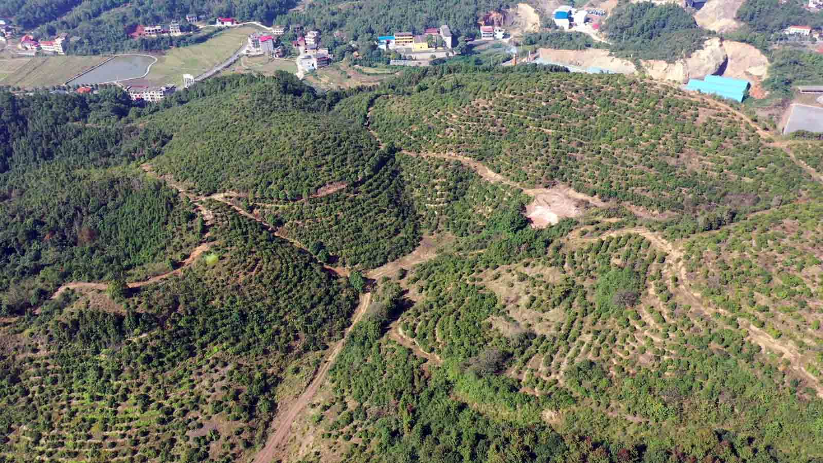 油茶基地。受访单位供图
