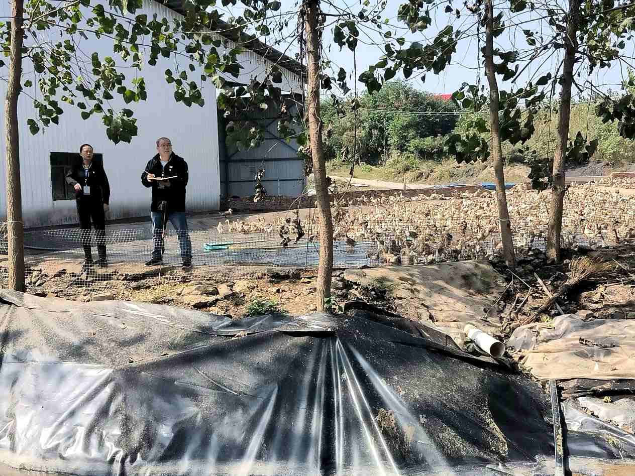 南县厂窖镇纪委工作人员在养鸭场了解粪污处理设施建设情况。李景林摄