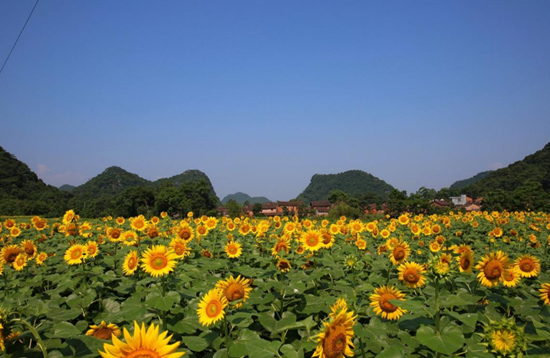 勾蓝瑶村流转土地打造的花海景观。何俊喆摄