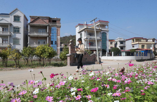 龙秀村路边的格桑花竞相绽放为村庄增添生机与活力。刘贵雄摄