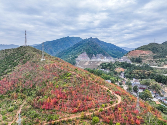 湖南省永州市江华瑶族自治县涔天河国家湿地公园，人们在枫林赏景游玩。受访单位供图