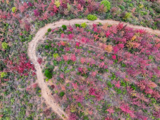 湖南省永州市江華瑤族自治縣涔天河國家濕地公園，人們在楓林賞景游玩。受訪單位供圖