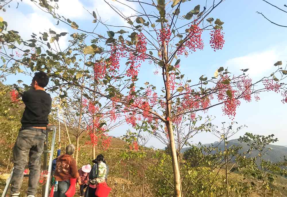 山桐子果採收景象。資料圖