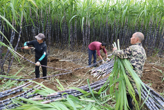 龙秀村村民正在采收甘蔗。周林凤摄