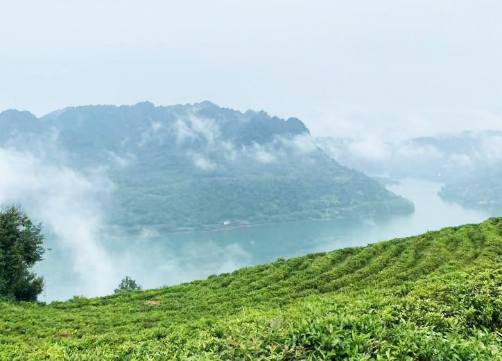 美丽的碣滩茶场。资料图