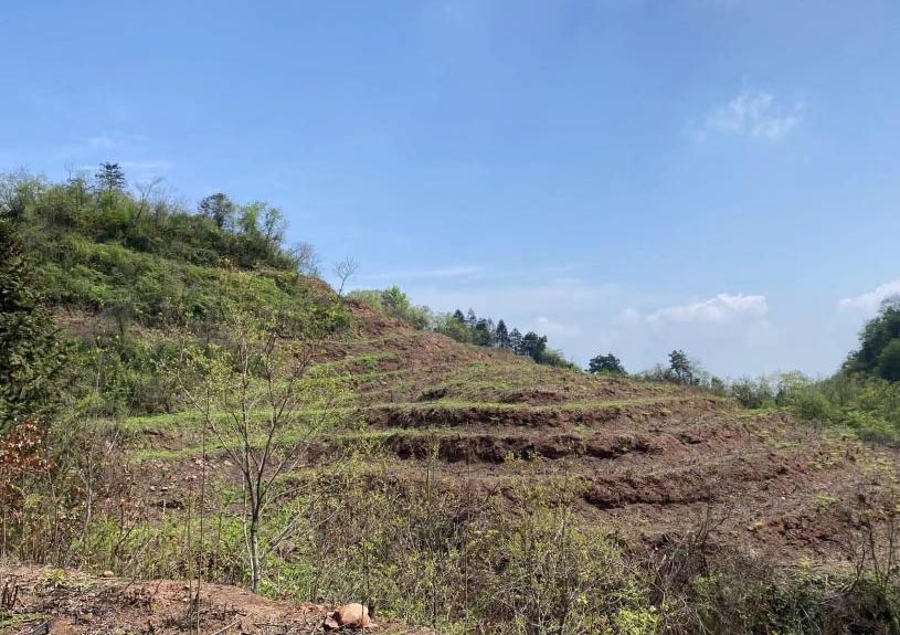 北溶鄉中藥材產業基地。資料圖