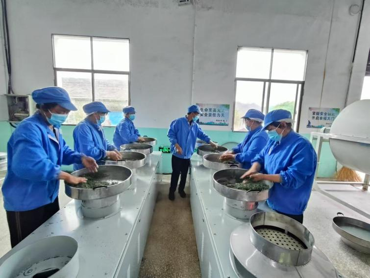 碣滩茶产业。资料图