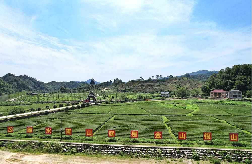 官庄镇辰龙关茶旅融合产业基地。资料图