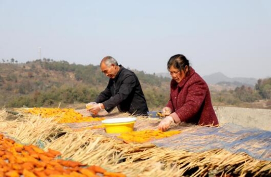 村民正在自家樓頂分晒紅薯。李月娟攝