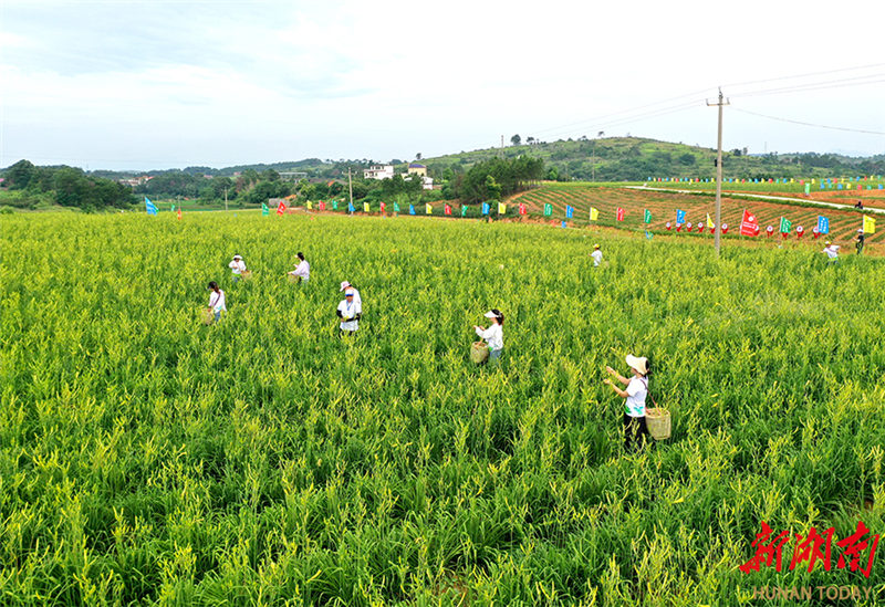 祁东黄花菜喜获丰收 陈延上摄