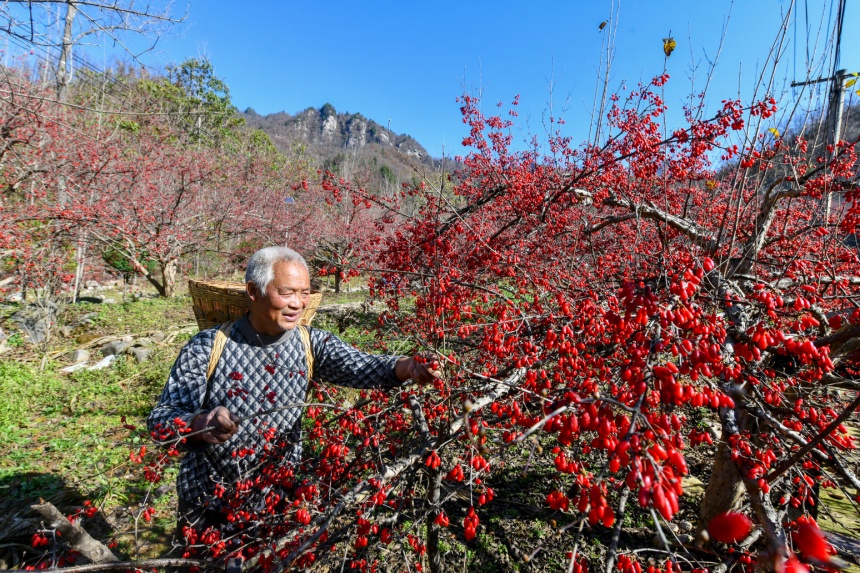 村民采摘山茱萸（资料图）。陈飞摄