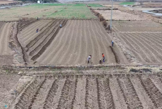 農戶在烤煙基地打穴。陳麗華攝