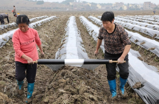 村民正在铺盖地膜。周林凤摄