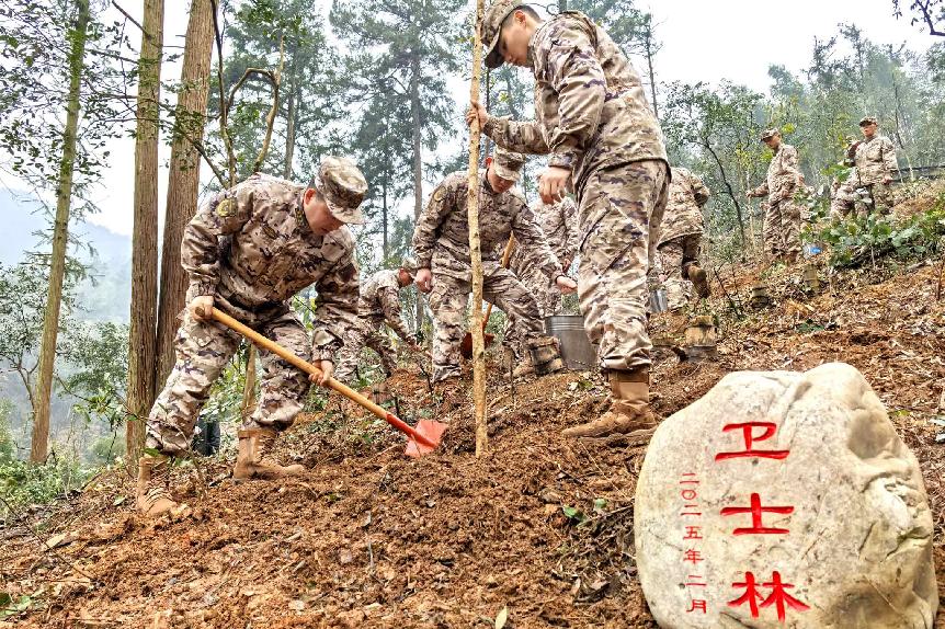 武警官兵默契配合，种植树木。单位供图