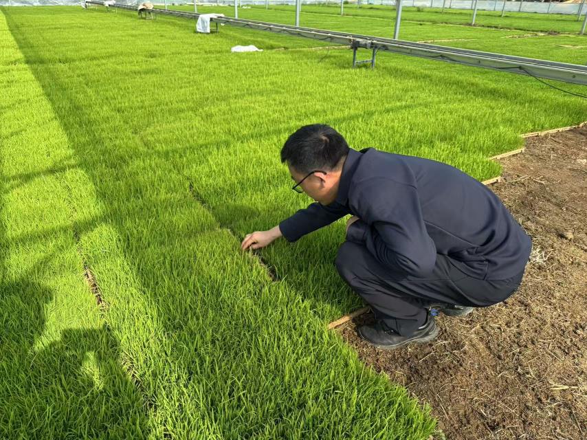 農推中心查看機插秧秧苗情況。單位供圖