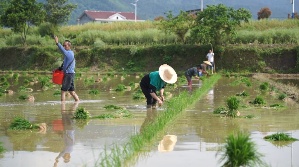 村民在田間插秧、撒肥。中方縣融媒體中心供圖