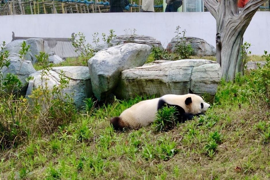 大熊猫慵懒卧于草地。实习生何佳丽摄