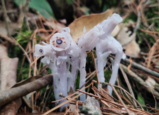 水晶蘭。許毅攝
