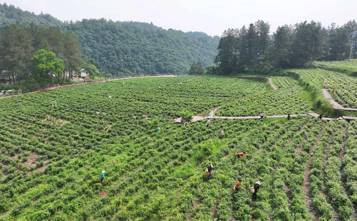 5月24日，在张家界市武陵源区金杜村莓茶种植基地，茶农在采摘加工莓茶。吴勇兵摄
