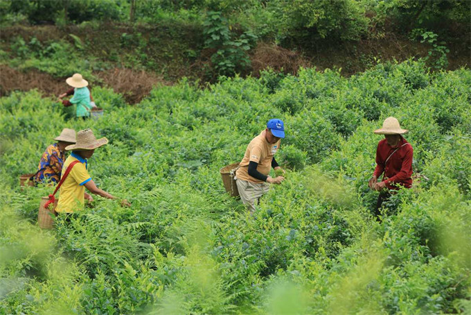 5月24日，在张家界市武陵源区金杜村莓茶种植基地，茶农采摘莓茶鲜叶。吴勇兵摄