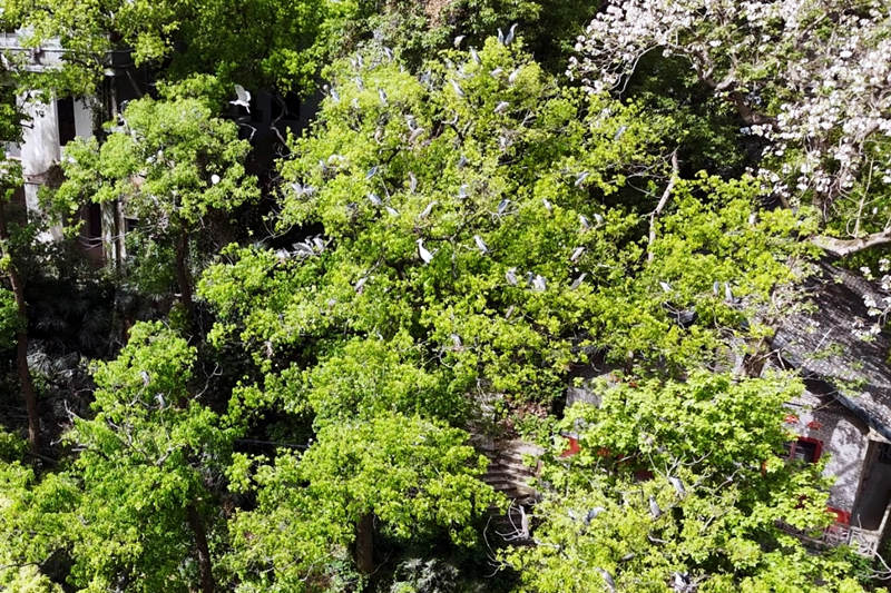 鳳凰山古樹群成為鳥類天堂。陳明攝
