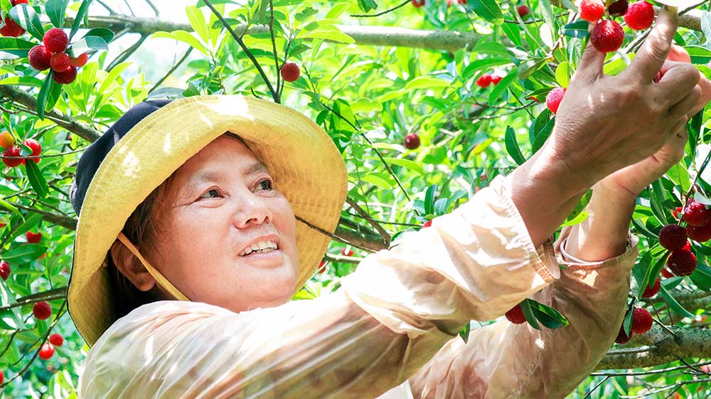 村民採摘楊梅。鄧浩然攝