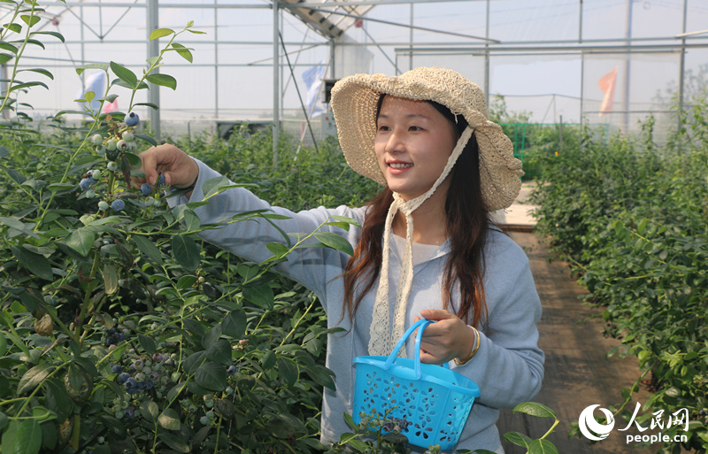 藍莓採摘。人民網記者 劉賓攝