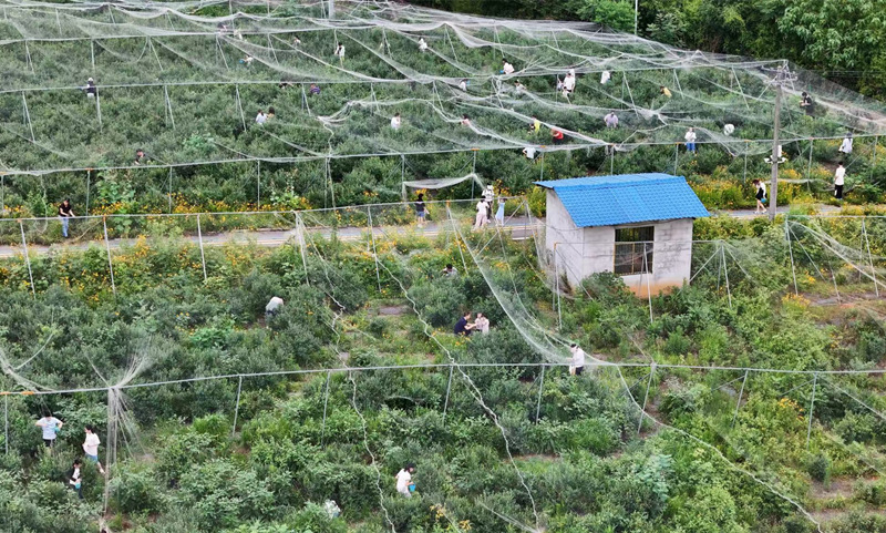 游客在藍莓園採摘。譚葑姣攝