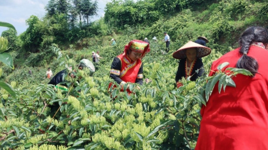 瑤鄉村民採摘金銀花。新寧縣融媒體中心供圖