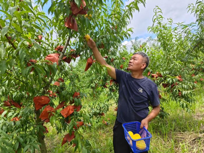 劉志雄在採摘黃蟠桃。單位供圖