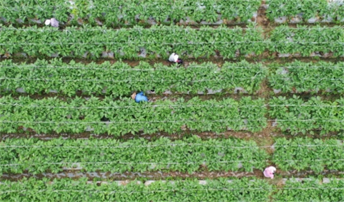 江永县下界头村的供港蔬菜基地。陈平成摄